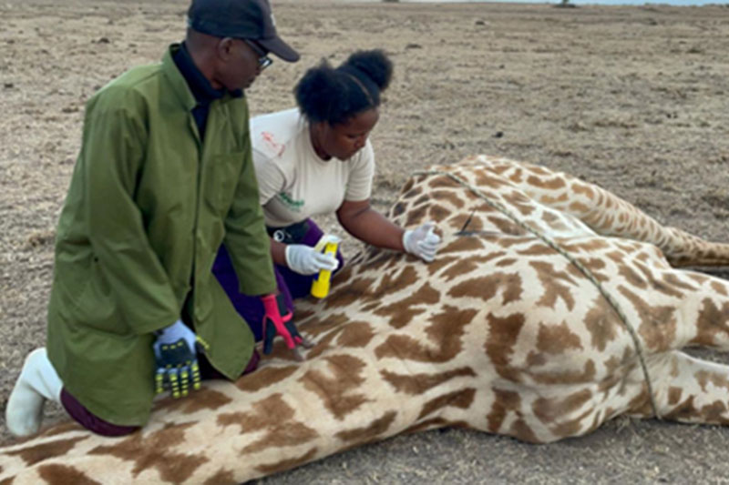 Wildlife Rescues