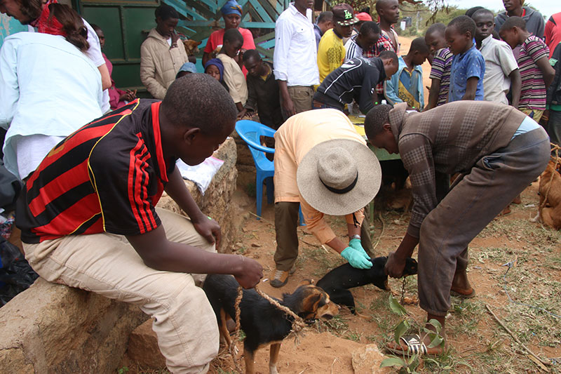 Anti-rabies Vaccination Campaigns