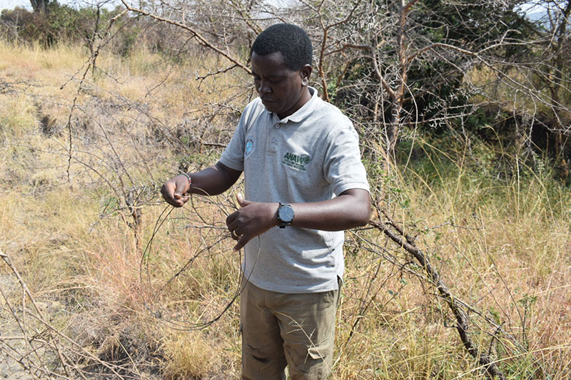Removing Wire Snares from Wildlife Paths