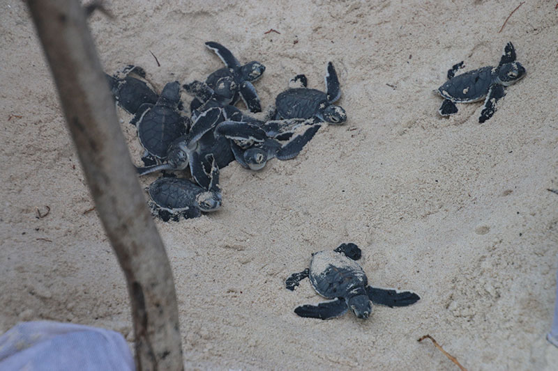 Marine Conservation