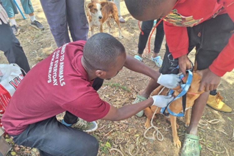 A Community Member Holds Her Dog in Place to Enable the Veterinarian to Vaccinate the Dog