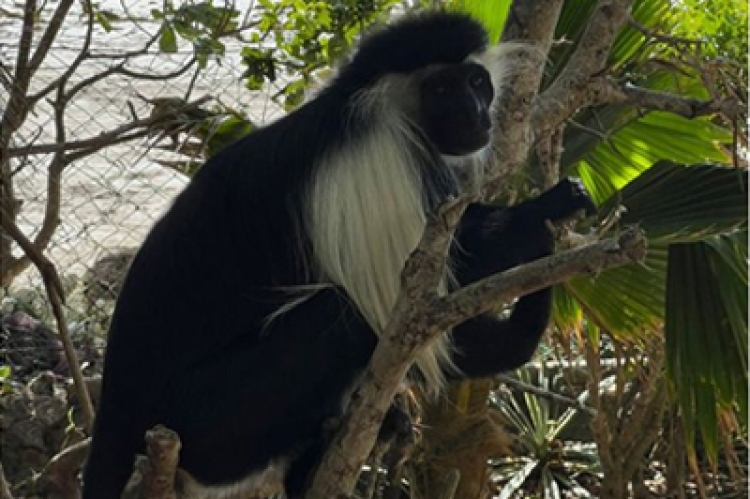 The Colobus Monkey at its Natural Coastal Habitat in Diani Beach, Kenya. Photo Credit: Colobus Conservation 