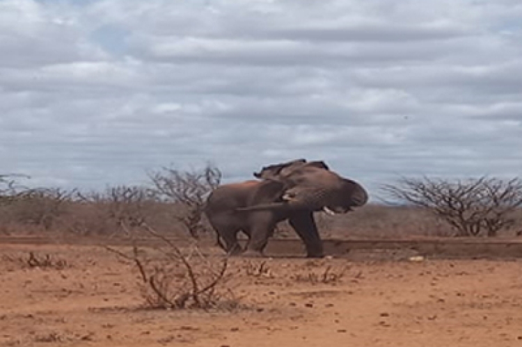 An Elephant Sighting during Patrol at Kasigau Ranch 