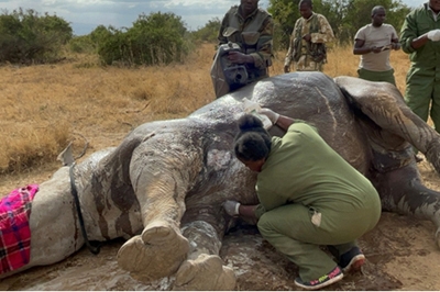 The Rescue Team Cleaning the Wounds of the White Rhino