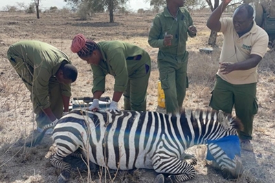 Communities Target Bush Meat for Sustenance and Trade in Kasigau