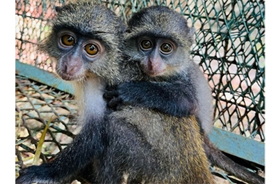 Mto and Mbuyu at Colobus Conservation. Photo Credit: Colobus Conservation