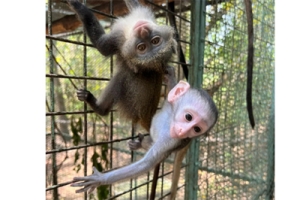 Mto and Kongo at Colobus Conservation - Photo Credit: Colobus Conservation