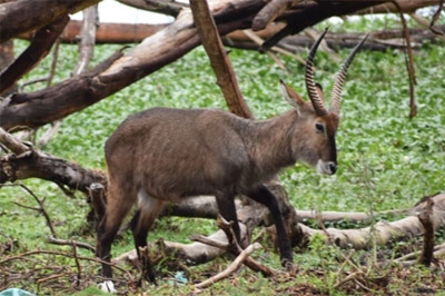 Pioneering and Historic Resolution on Animal Welfare at UNEA