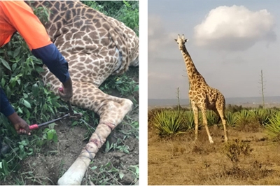 Giraffe and Zebra Rescues Abound in Nakuru and Machakos Counties