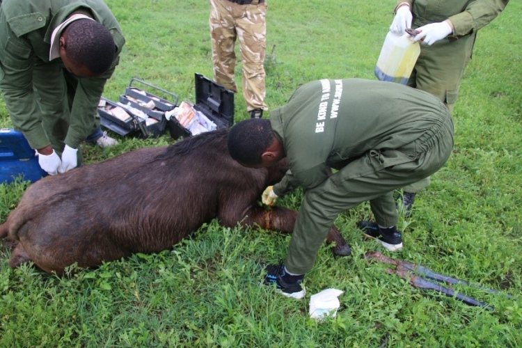 Human-Wildlife Co-Existence