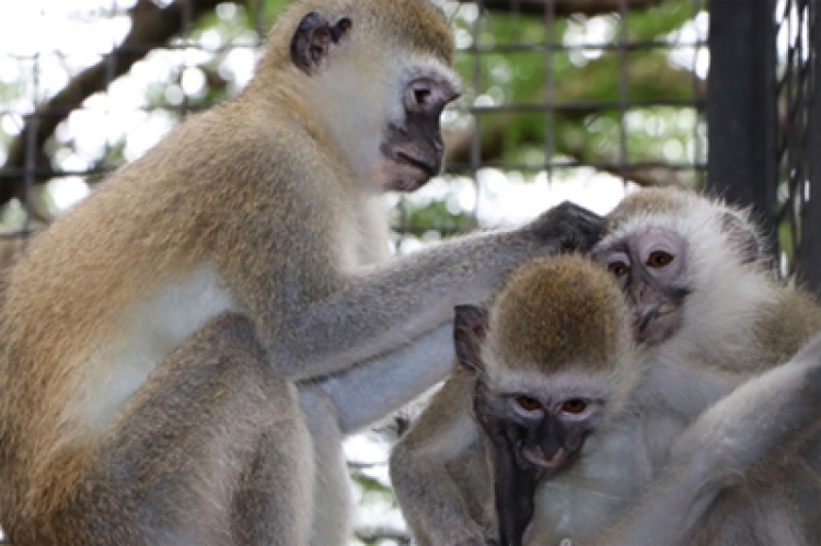 Two Primates Treated and Released to the Wild