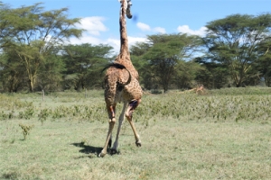 A treated giraffe leaps back to its habitat