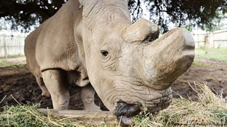 China&#039;s Lifting of its Rhino Horn Ban Reverberates in a Kenyan School
