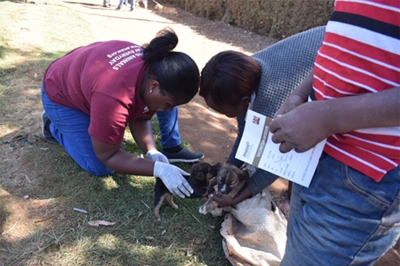 Dr Ellyn Njeri (ANAW) Administers Rabies Vaccine to Puppies. 
