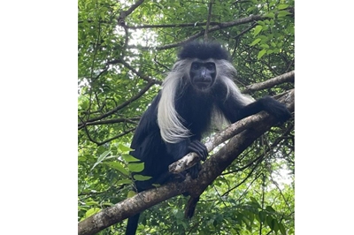 Animals in Diani Rescued and Released Back into the Wild