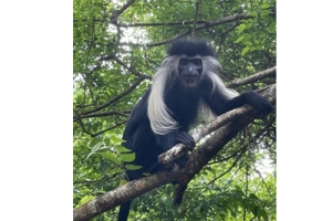 Dill, the Male Colobus Monkeys in Colobus Conservation's Home Troop. Photo Credit: Auriane Copin