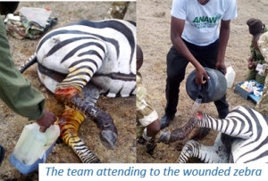 Two Zebras Rescued In Maanzoni Ranch