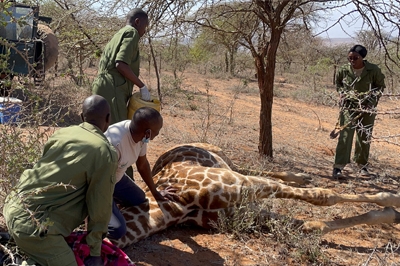 Intricate Care for Endangered Species and Other Animals During a Rescue